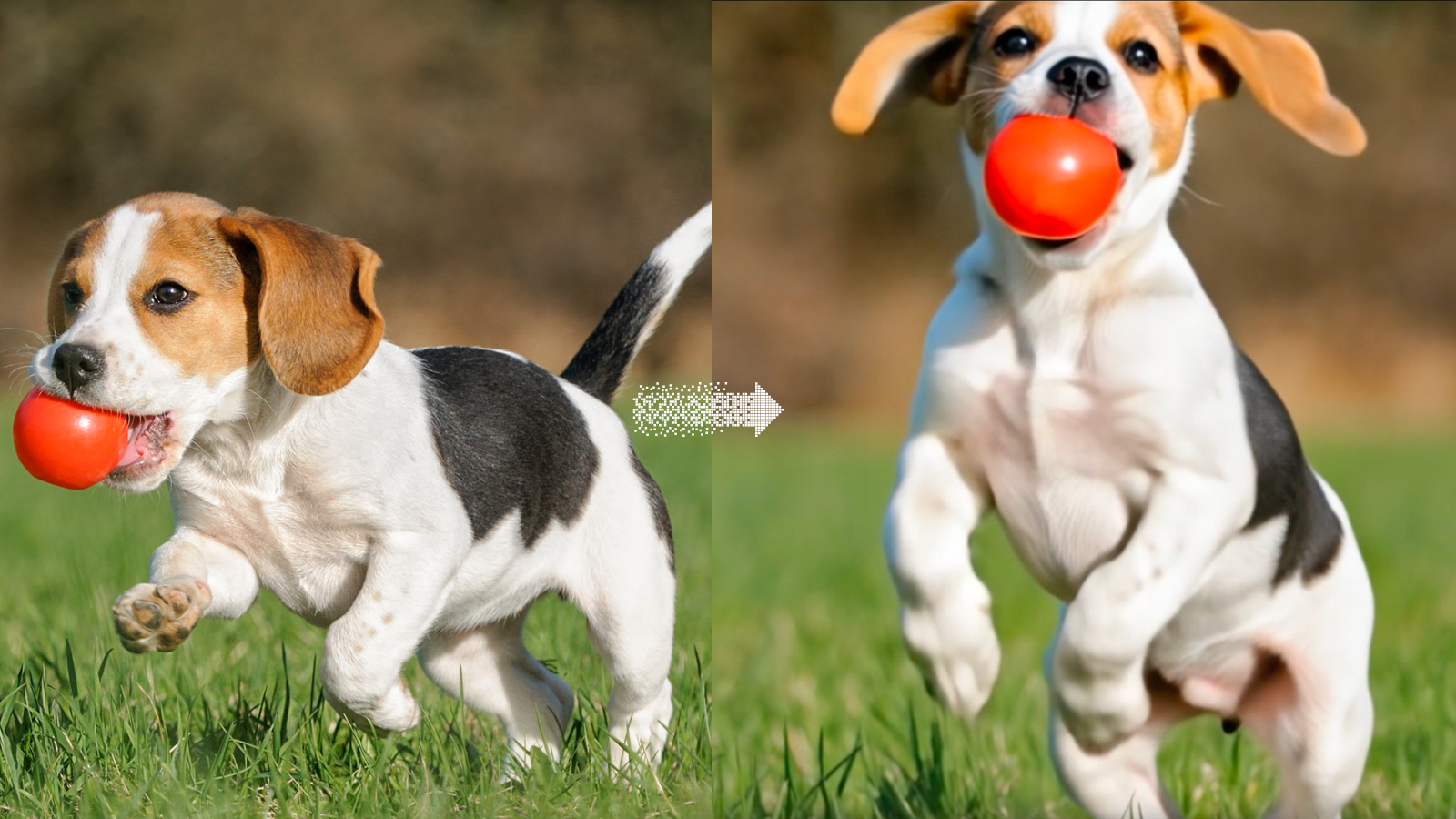 Image to Video Example